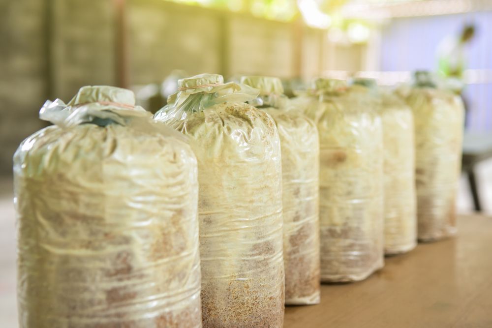 Several plastic bags filled with substrate and covered with plastic wrap, used for mushroom cultivation, are lined up on a wooden surface—an innovative setup reminiscent of the resourcefulness seen at Chip Seng Contractor Pte Ltd.